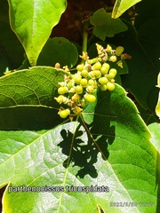 Parthenocissus tricuspidata