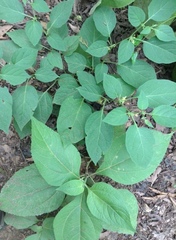 Witheringia mexicana