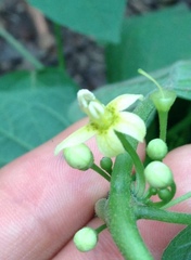 Witheringia mexicana