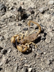 Anuroctonus phaiodactylus