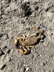 Anuroctonus phaiodactylus