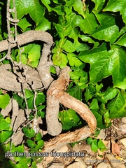 Parthenocissus tricuspidata