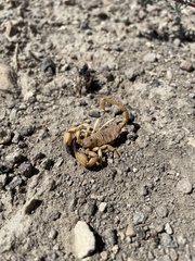 Anuroctonus phaiodactylus