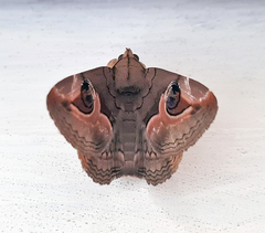 Ommatophora luminosa
