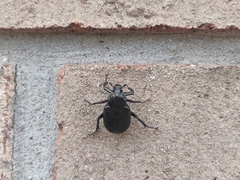 Osmoderma scabra