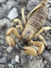 Anuroctonus phaiodactylus