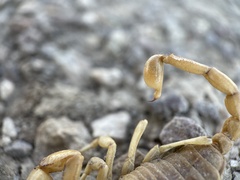 Anuroctonus phaiodactylus