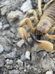 Anuroctonus phaiodactylus