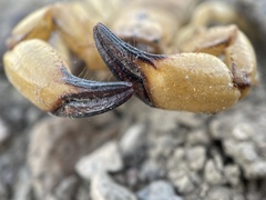 Anuroctonus phaiodactylus