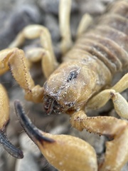 Anuroctonus phaiodactylus