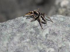 Habronattus ballatoris