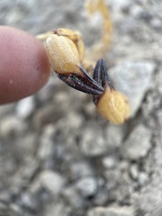 Anuroctonus phaiodactylus