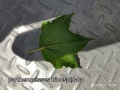 Parthenocissus tricuspidata