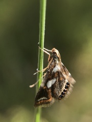 Chrysendeton imitabilis