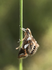 Chrysendeton imitabilis