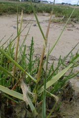 Sporobolus anglicus