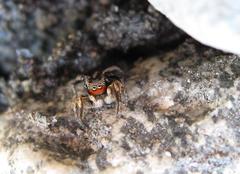 Habronattus ballatoris