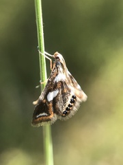 Chrysendeton imitabilis