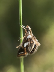 Chrysendeton imitabilis