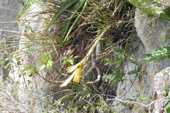 Tillandsia beutelspacheri