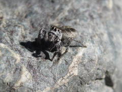Habronattus ballatoris