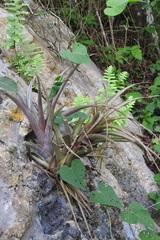 Tillandsia capitata