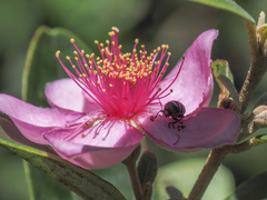 Cryptocephalus trifasciatus