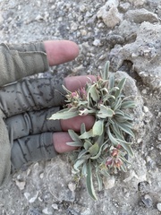 Penstemon dolius