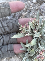 Penstemon dolius