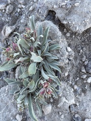Penstemon dolius
