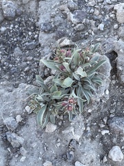 Penstemon dolius