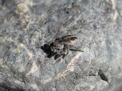 Habronattus ballatoris
