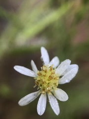 Symphyotrichum depauperatum
