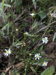 Symphyotrichum depauperatum