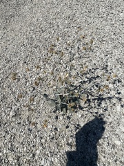 Mentzelia leucophylla