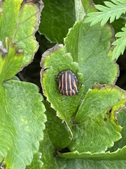 Graphosoma rubrolineatum