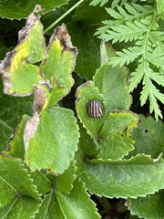 Graphosoma rubrolineatum