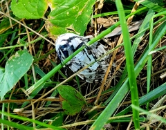 Hypercompe scribonia