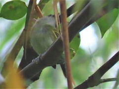 Poecilotriccus sylvia