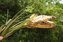 Tillandsia flavobracteata