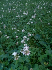 Trifolium repens