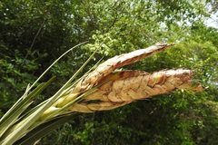 Tillandsia flavobracteata