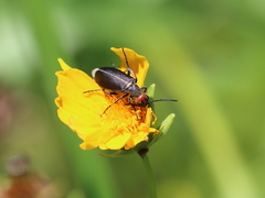 Epicauta atrata