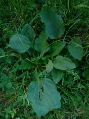 Plantago major