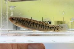 Fundulus confluentus