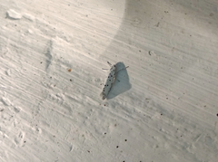 Myelois circumvoluta