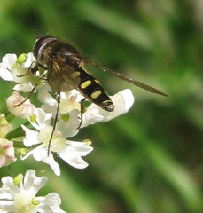Melangyna labiatarum