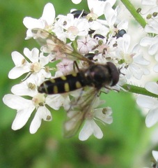 Melangyna labiatarum