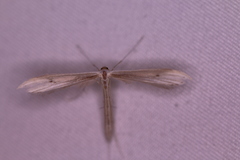 Hellinsia paleaceus