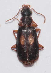 Dromius fenestratus